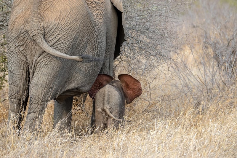 Safari Elephant